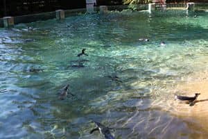 Désinfection des aquariums et bassins